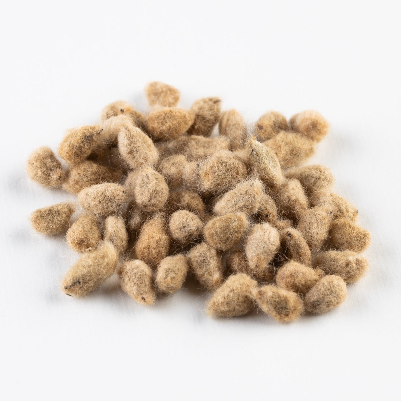 COTTON SEEDS